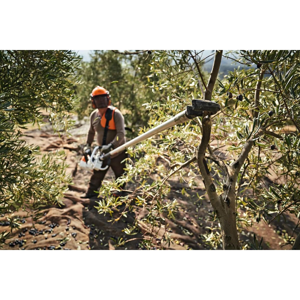 Stihl Olive harvester SP 452 with 2.26m hose