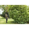 Stihl Επαν.Τηλ. ψαλίδι μπορντούρας HLA 135