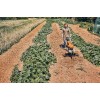 Stihl Σκαπτικό MH 600.1
